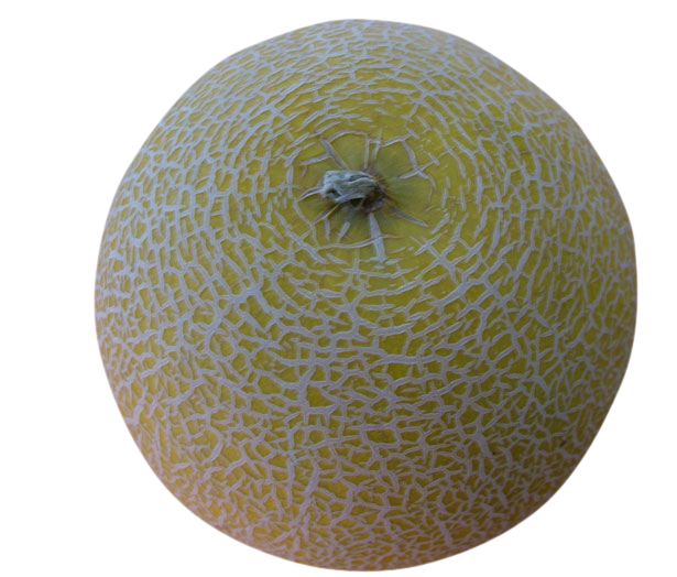 musk melon, musk melon png, musk melon png image, musk melon transparent png image, musk melon png full hd images download